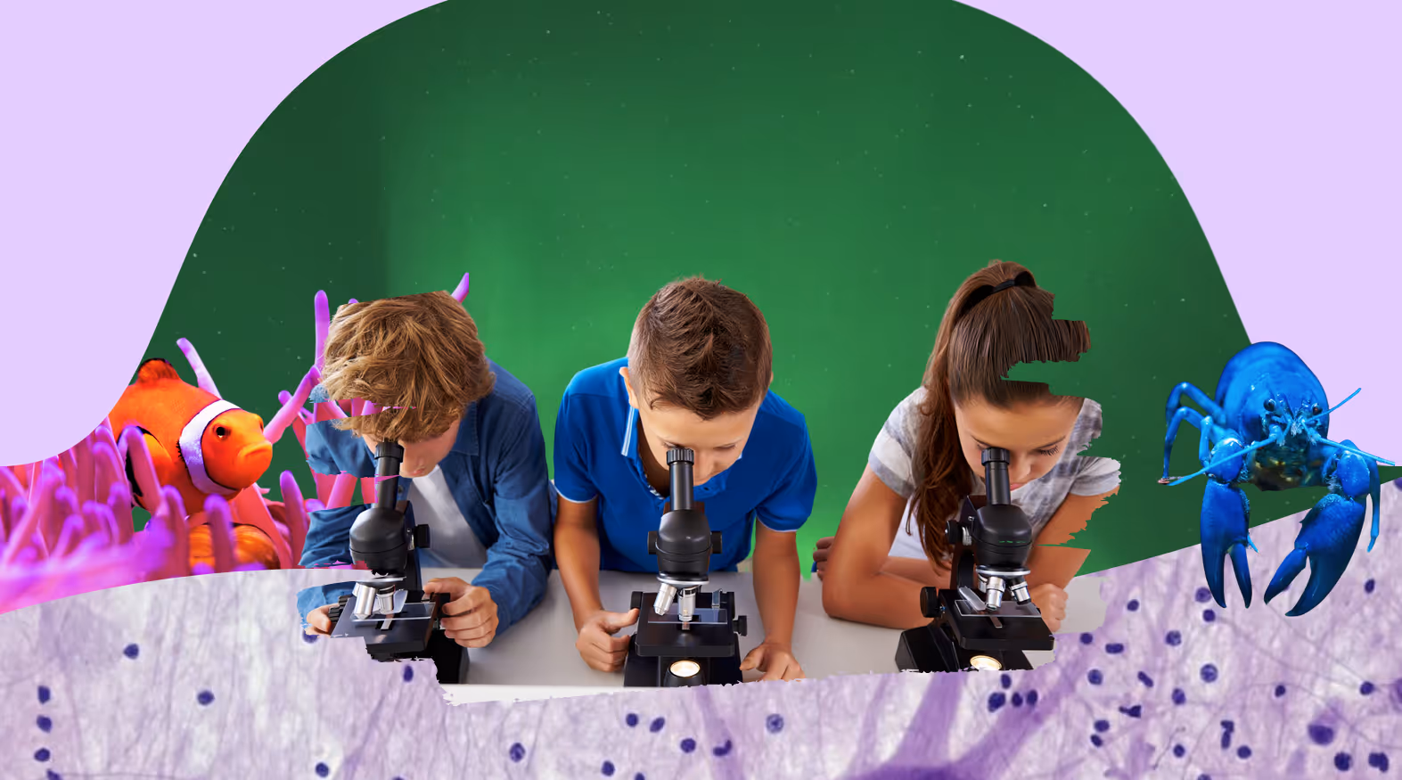 Everything You Need to Know About 5th-Grade Homeschool Curriculum